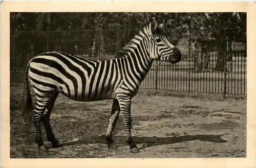 Wien - Menagerie Schönbrunn - Zebra -231914