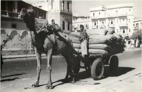 Karachi - Camel Cart -74394