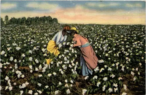 Cotton Field -436752