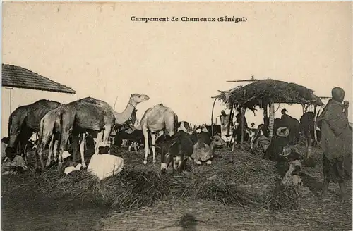 Senegal - Campement de Chameaux -443368