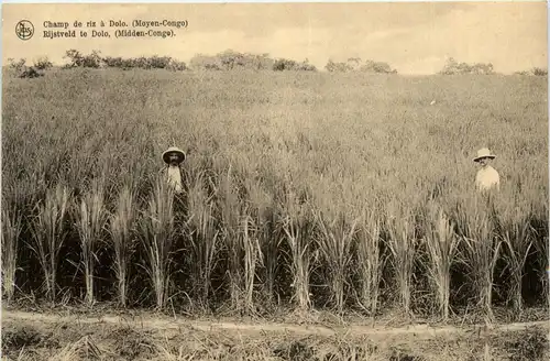 Champ de riz a Dolo - Congo -445066