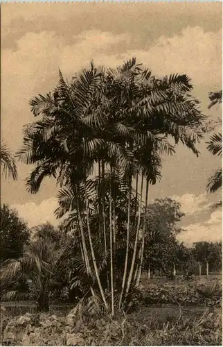 Proeftuin van Kisantu - Congo -449232