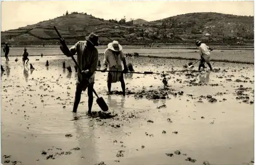 Madagascar - Bechage des Rizieres -97600