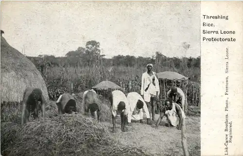 Sierra Leone - Threshing Rice -98482