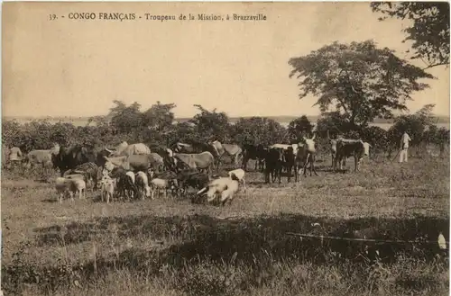 Congo - Troupeau de la Mission a Brazzaville -99290