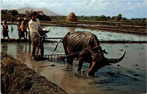 Singapore - Harrowing the Rice Field -457430