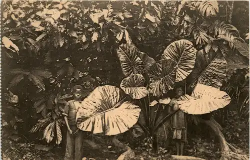 Congo - Proeftuin van Kisantu -449358