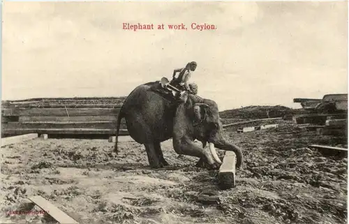 Ceylon - Elephant at work -644360