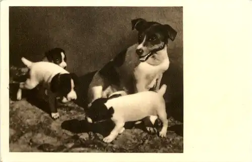 Hunde - Vereinigung der Vivisektionsgegner Wien -645600