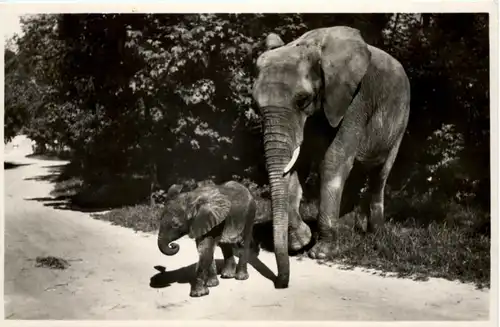 München - Tierpark Hellabrunn - Elefant Adam -656676