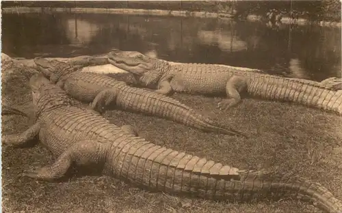 Anvers - Jardin Zoologique - Alligator -662402