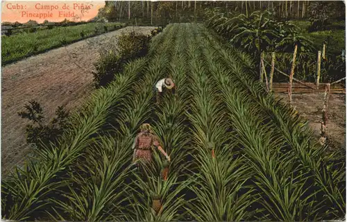 Cuba - Campo de Pinas -665654