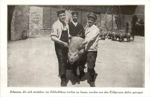 WW1 - Schlachthaus Schweine -732186