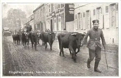 WW1 - Eingefangenes herrenloses Vieh -732192