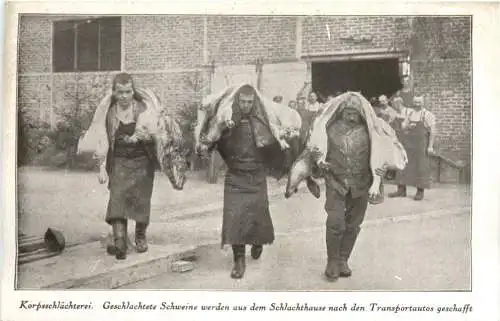 WW1 - Geschlachtete Schweine -732174