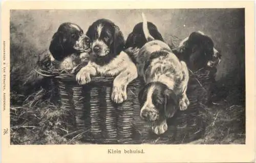 Hunde - Klein behuisd -746140