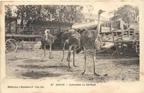 Dakar - Autruches du Senegal -764392