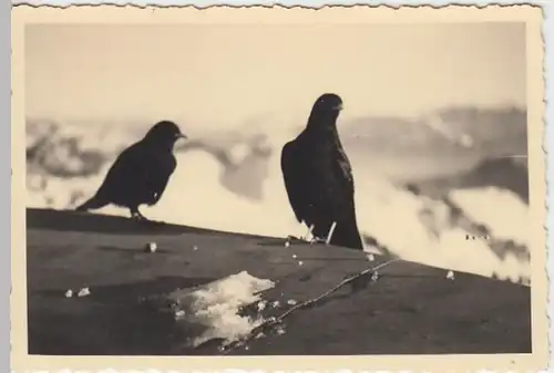 (N66) Original Foto Bergdohlen, 1940er