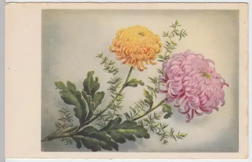 (50588) Künstler AK Blumen Chrysanthemen, 1943