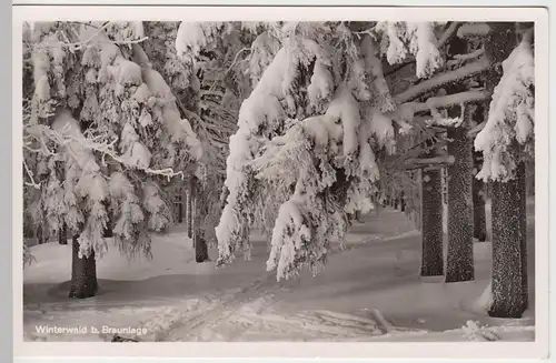 (57456) Foto AK Braunlage, Harz, verschneiter Nadelwald