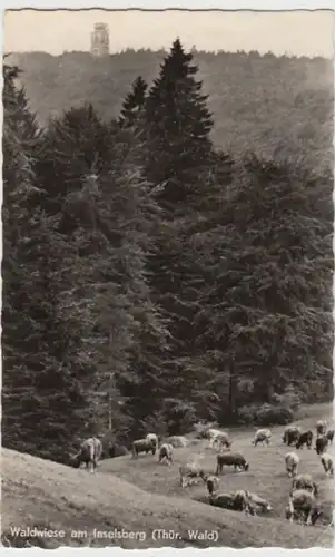 (15691) Foto AK Gr. Inselsberg, Th. Wald, Kuhherde 1958