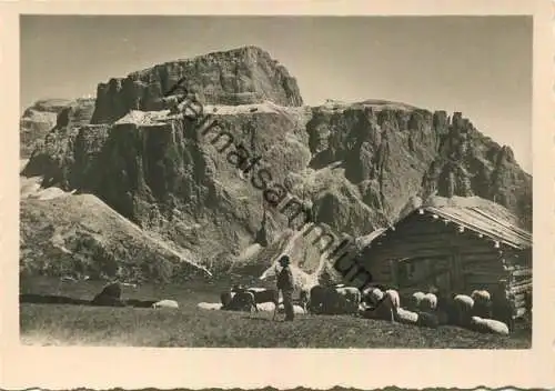 Gruppo di Sella - Dolomiti - Schäfer mit Schafherde - Foto-AK Grossformat 40er Jahre - Verlag J. F. Amonn Bolzano Nr. 32