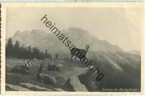 Gemsen im Hochgebirge - Foto-Ansichtskarte - Verlag F.G. Brandt Gmunden