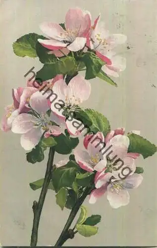 Kirschblüten - Verlag Photochromie