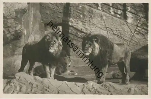 Hamburg - Stellingen - Carl Hagenbeck s Tierpark - Berberlöwen - Foto-Ansichtskarte