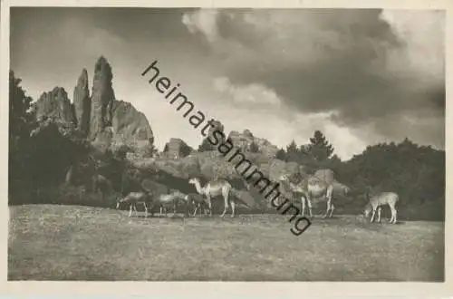 Hamburg - Stellingen - Carl Hagenbeck s Tierpark - Afrikanische Steppe - Foto-Ansichtskarte