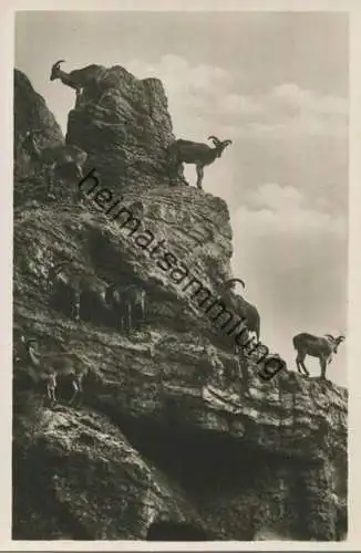 Hamburg - Stellingen - Carl Hagenbeck s Tierpark - Mähnenschafe - Foto-Ansichtskarte