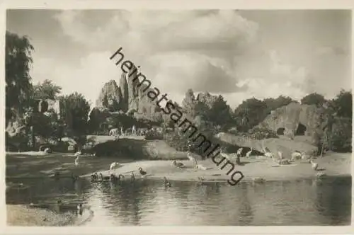 Hamburg - Stellingen - Carl Hagenbeck s Tierpark - Gesamt Panorana - Foto-Ansichtskarte