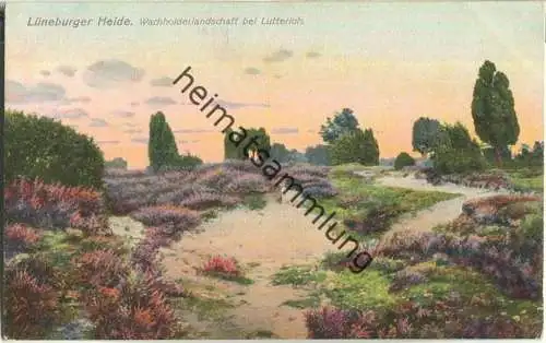 Wachholderlandschaft bei Lutterloh