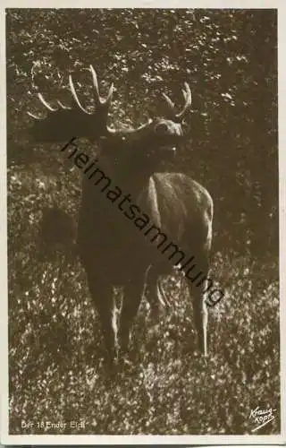 Kurische Nehrung - Elch - 18 Ender - Foto-Ansichtskarte - Verlag Fritz Krauskopf Königsberg