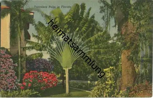 Florida - Travelers Palm