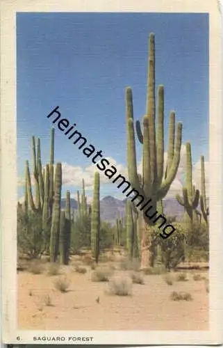 Arizona - Saguaro Forest