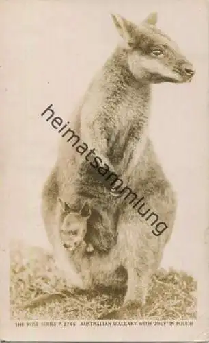 Australian Wallaby - Foto-AK - Verlag The Rose Stereograph Armadale