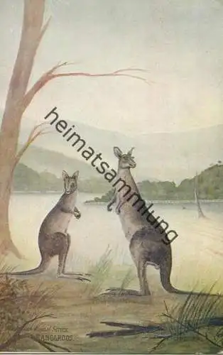 Kangaroos - Künstlerkarte signiert