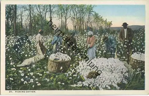 African-Americans - Picking Cotton