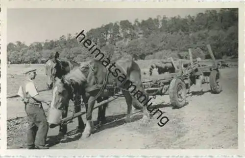 Landwirtschaft - Foto-AK 40er Jahre