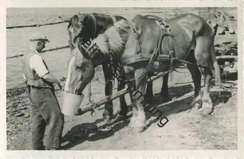 Pferdefuhrwerk - Foto-AK 40er Jahre