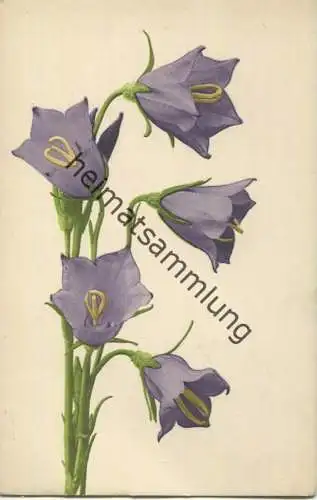 Glockenblume - Farbenlichtdruck Martin Rommel & Co. Hofkunstanstalt Stuttgart ca. 1900