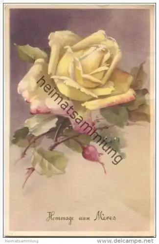 Rose - Hommage aux Meres gel. 1951