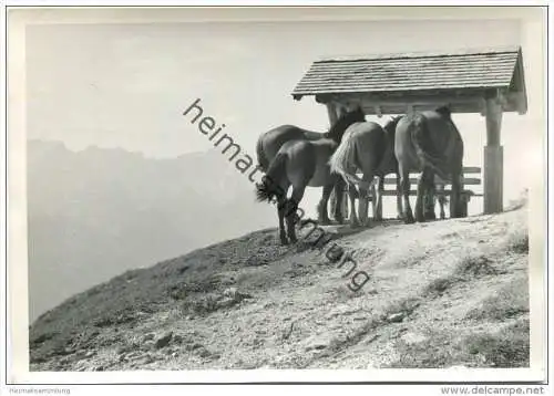 Pferde - Foto-AK Grossformat gel. 1970