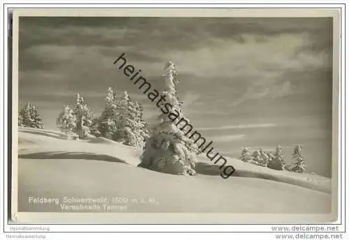 Feldberg - Verschneite Tannen - Foto-AK