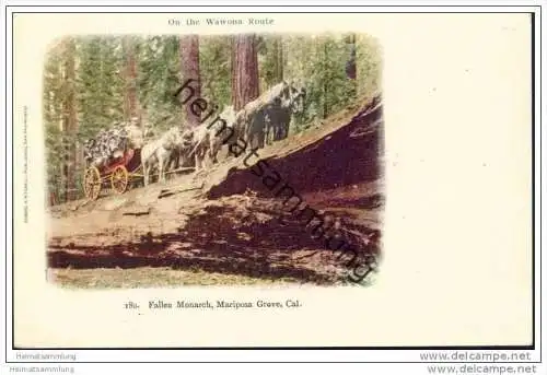 Wawona Route - Fallen Monarch - Mariposa Grove