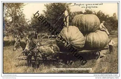 Canada - Pumpkins grown on our soil are profitable - Foto-AK