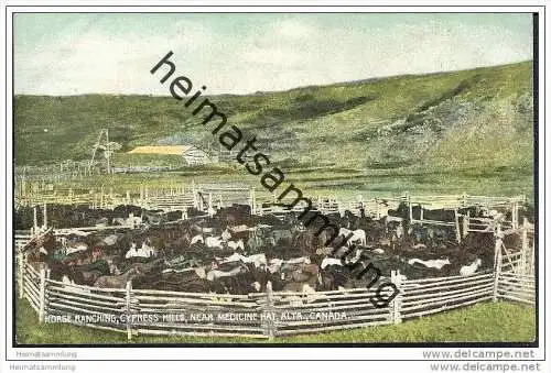 Medicine Hat - Horse Ranching - Cyress Hills