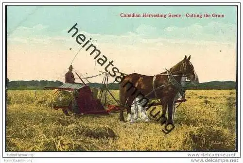 Canadian Harvesting - Cutting the Grain - Mähbinder - Landwirtschaft