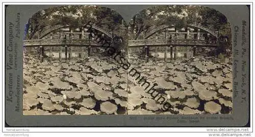 Japan - Osaka - Lotus Blumen - Keystone View Company - Stereofotographie